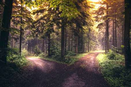 Waldweggabelung als Symbol für der Entscheidung für einen von zwei Wegen