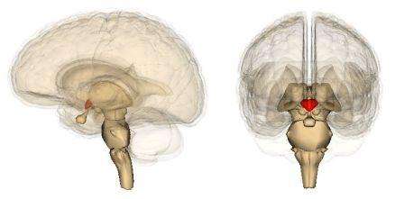Hypothalamus - Steuerzentrum des vegetativen Nervensystems Steuerzentrum des vegetativen Nervensystems: Rot markierter Hypothalamus (& darunter Hypophyse)